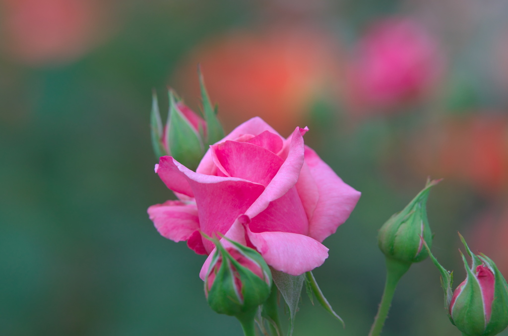 Pink