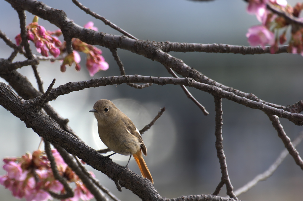 ちょっとお花見に・・