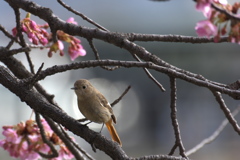 ちょっとお花見に・・