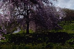 桜－猛吹雪