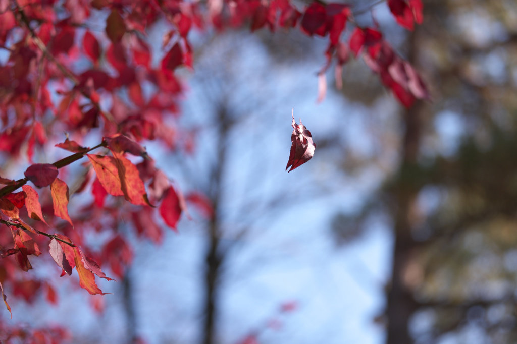 Autumn Waltz Ⅱ