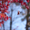 Autumn Waltz Ⅱ