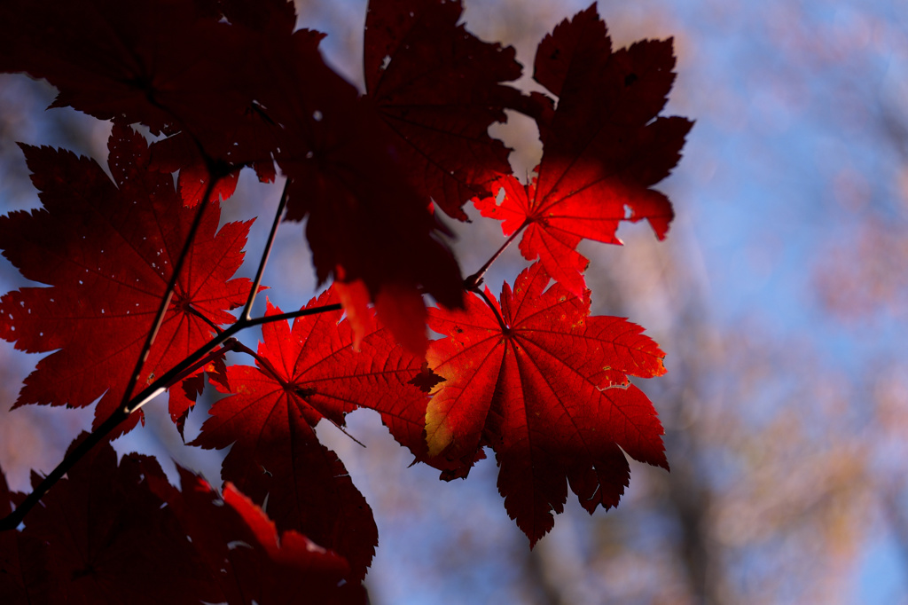 紅と黒