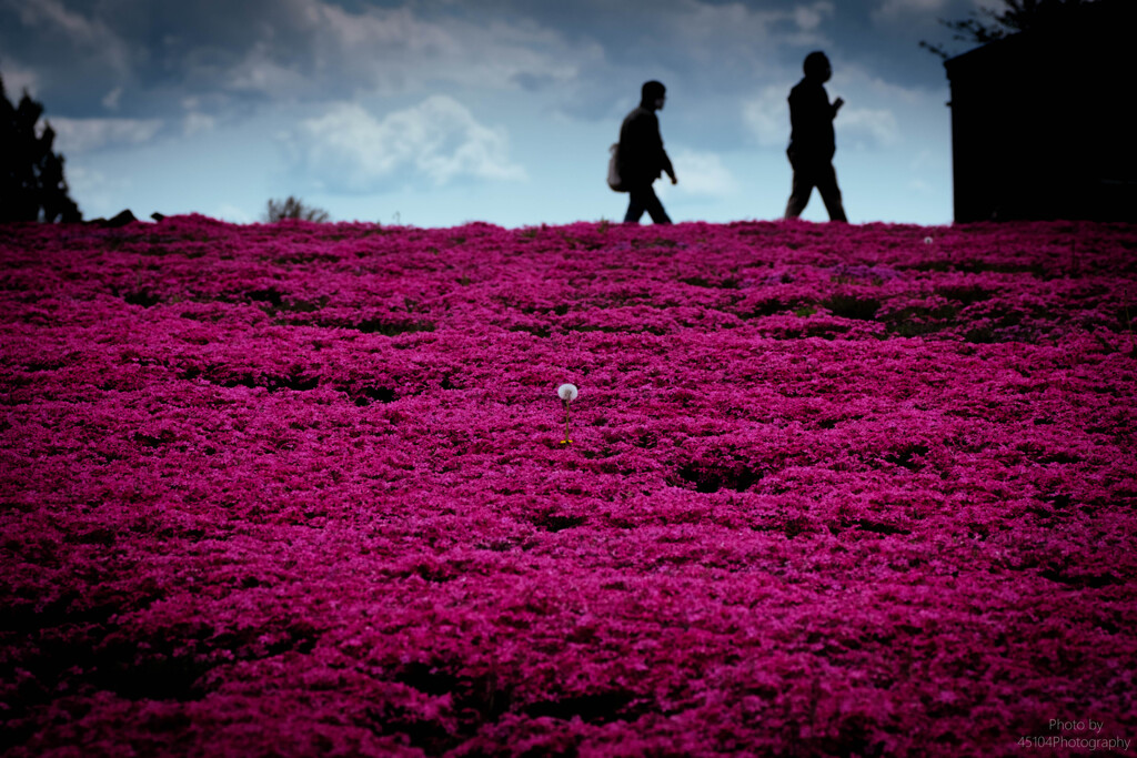 芝桜の丘