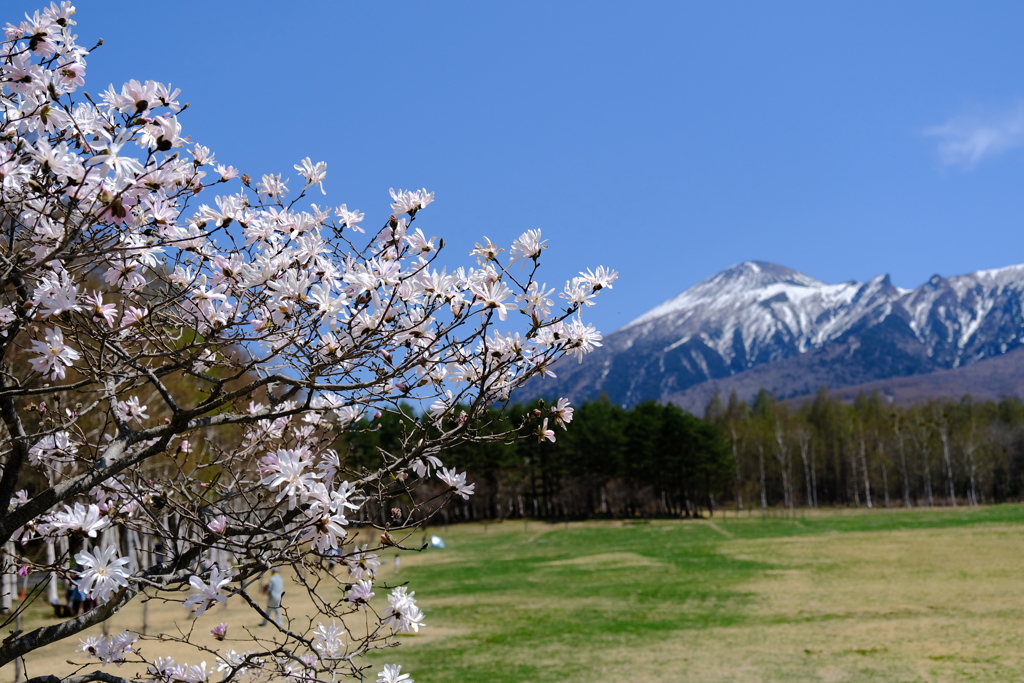 甘い香りと裏岩手