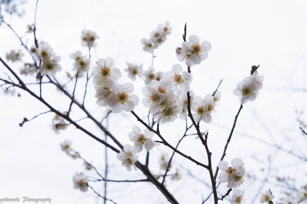 桜、咲く
