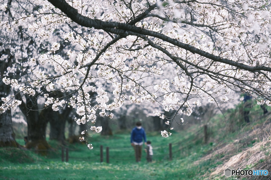 桜並木にて