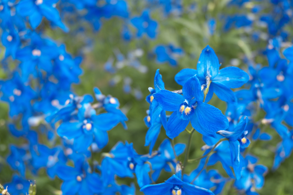 il fiore blu