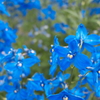 il fiore blu
