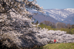 桜、咲く