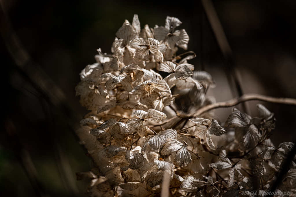 withered
