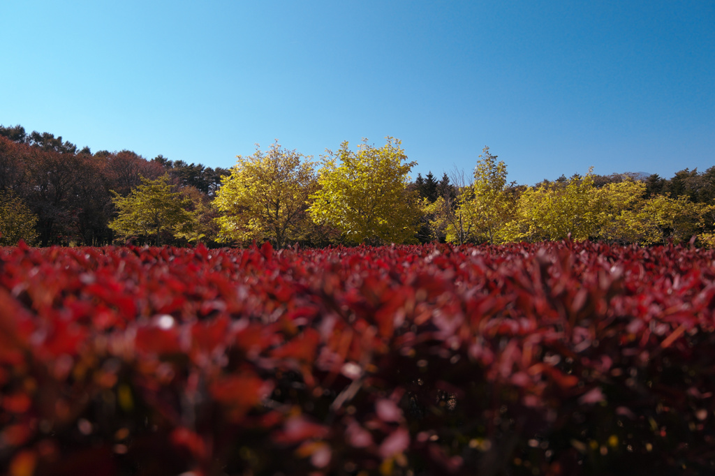 紅い絨毯