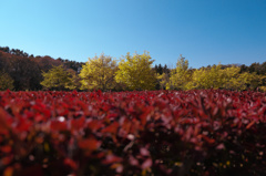 紅い絨毯