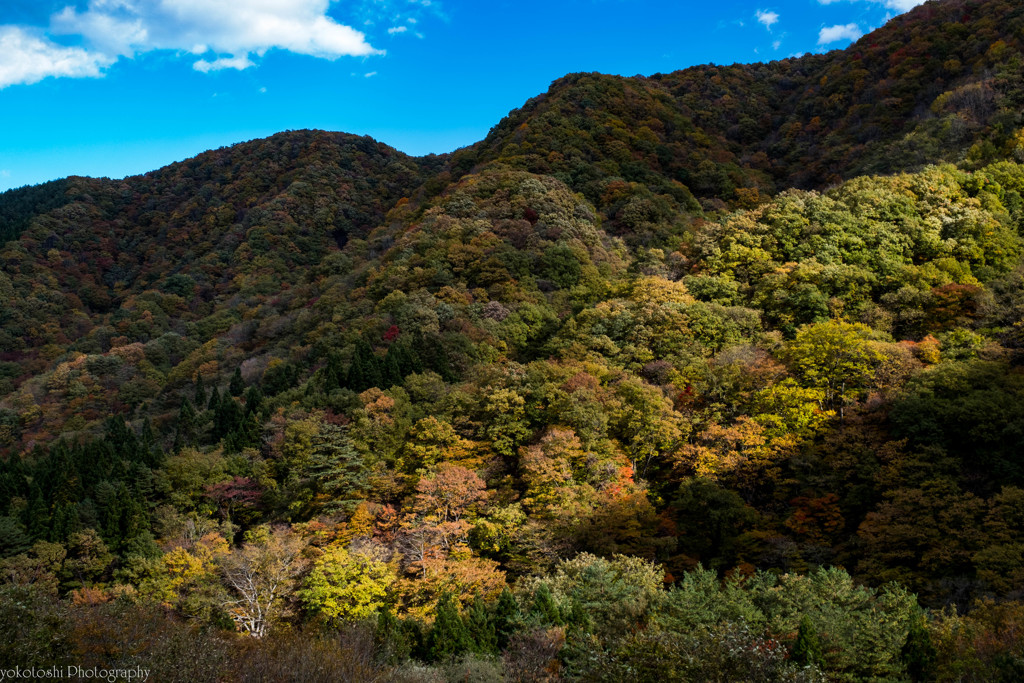 陰陽