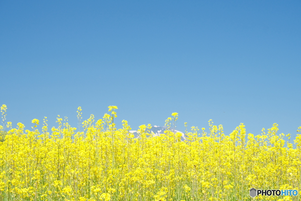 菜の花畑と青空