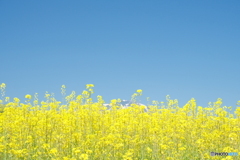 菜の花畑と青空