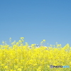 菜の花畑と青空