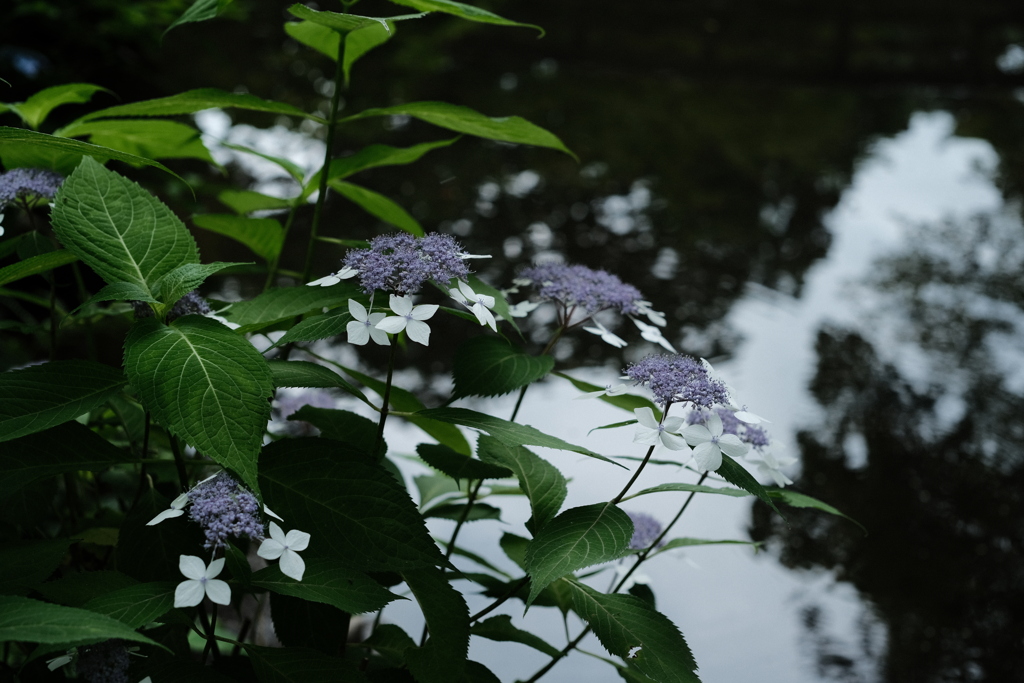 紫陽花