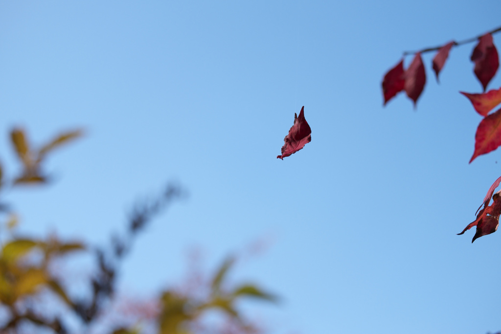 Autumn Waltz Ⅰ