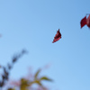 Autumn Waltz Ⅰ