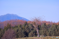 まるで根が空へ伸びているようだ