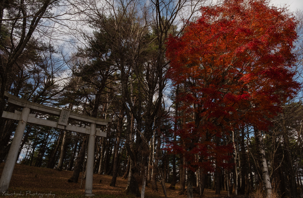 紅葉映え