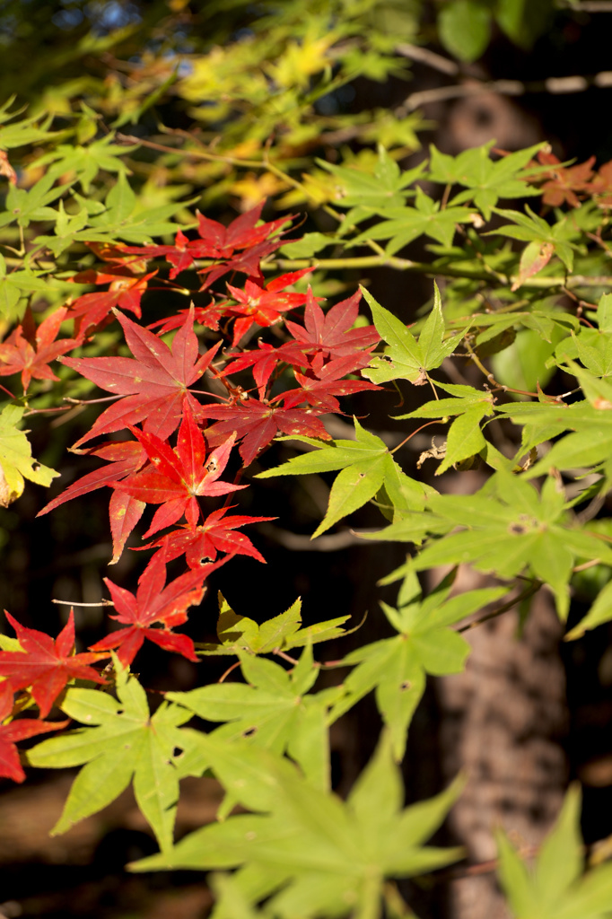 ここだけ紅