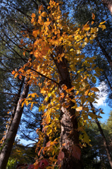 「紅葉気分を楽しんで」