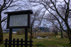 室の樹跡