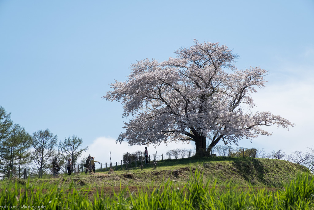 為内の一本桜