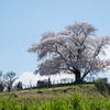 為内の一本桜