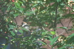 子雀、夢見心地