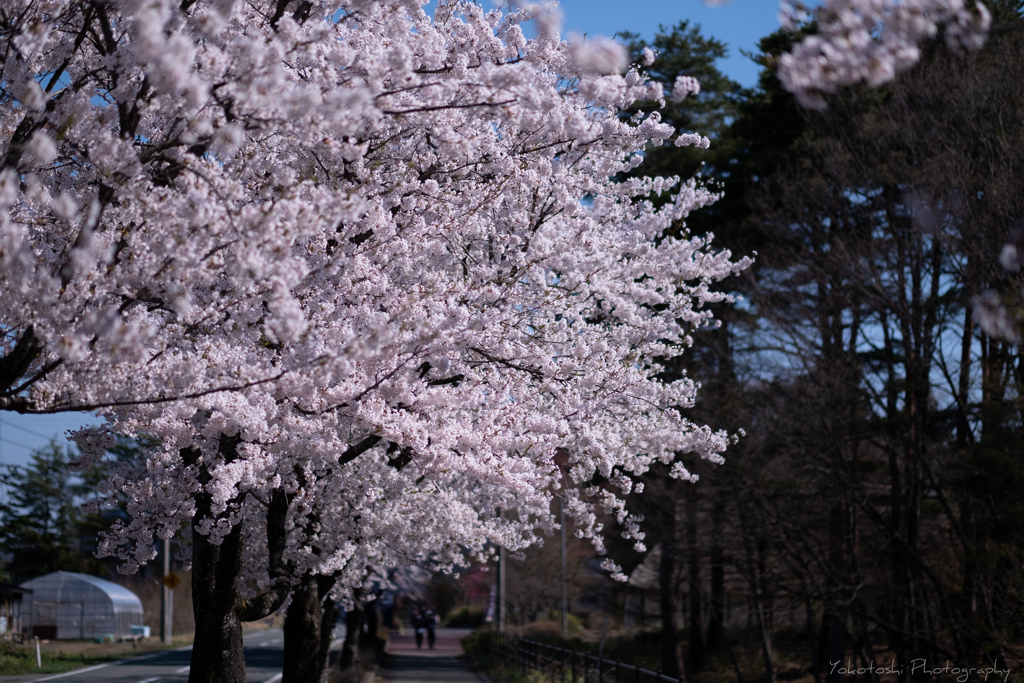 街道桜