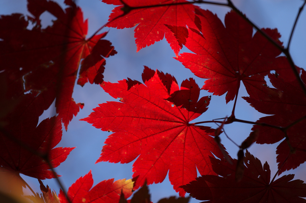 紅楓