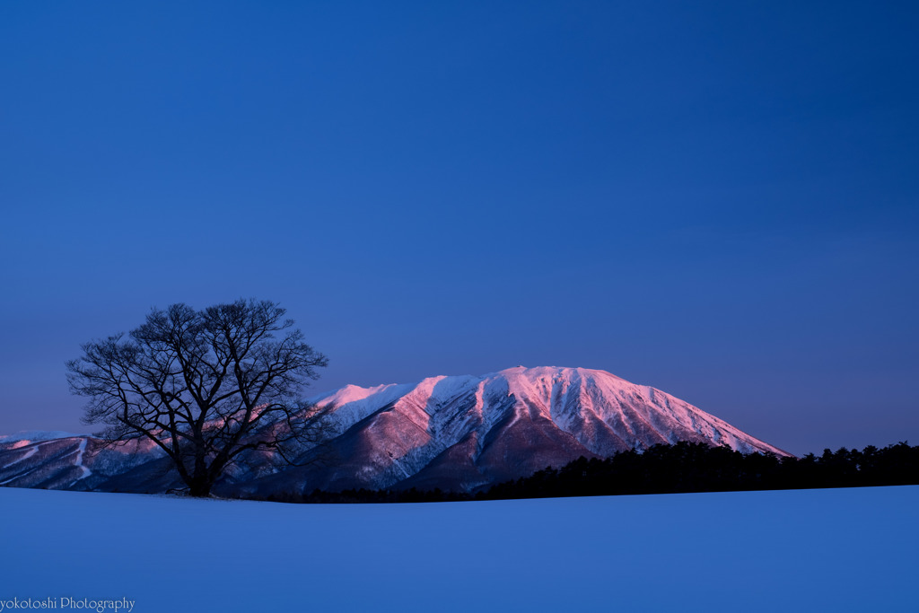 一本桜と茜纏う岩手山