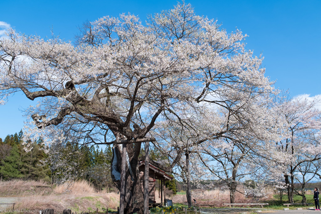 七ツ田の弘法桜