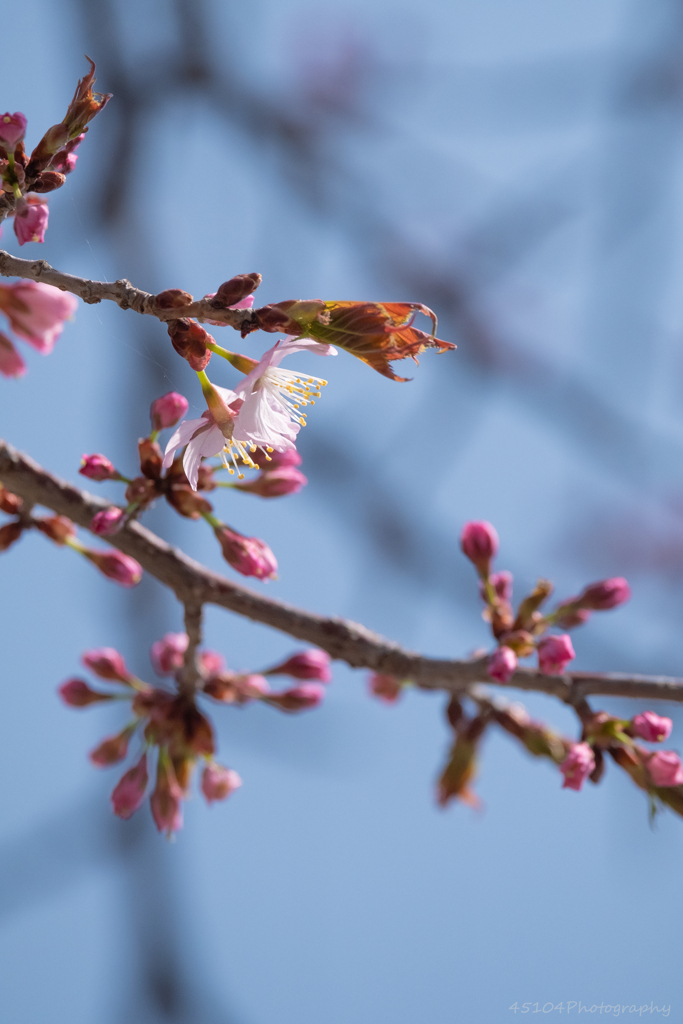 開花
