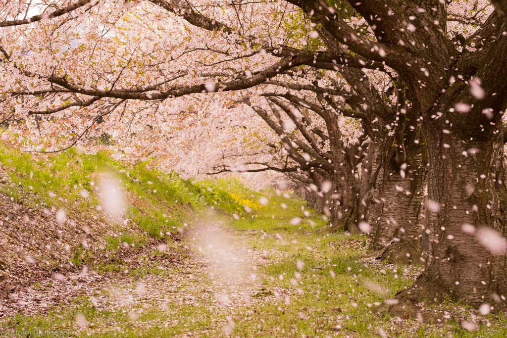 桜吹雪で爛・濫・乱～♪