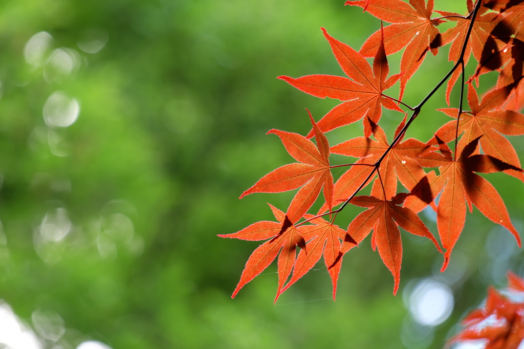 背景は緑