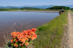 田植えの時期