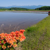 田植えの時期