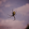 ナガコガネグモ♀