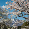 弘法桜と岩手山