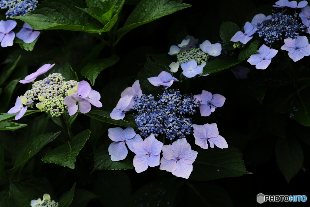 紫陽花