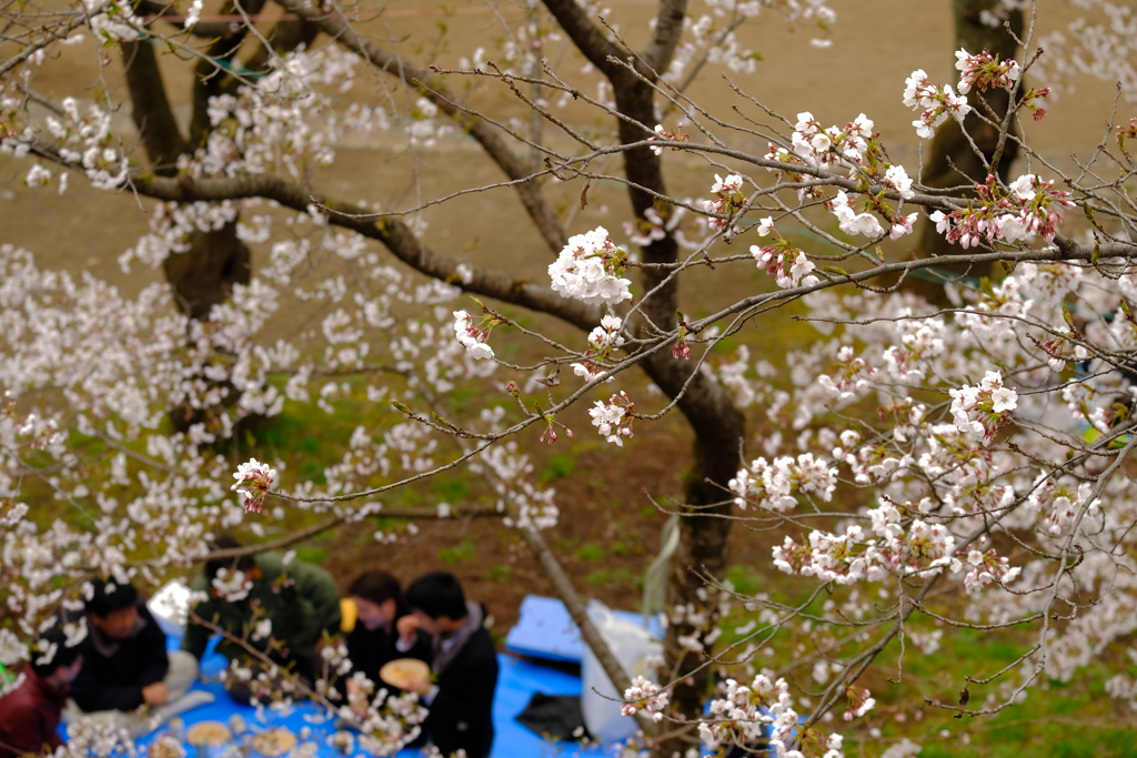 お花見桜