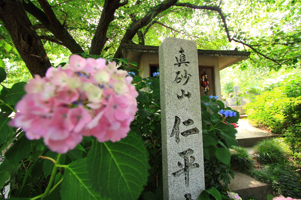DPP_2997