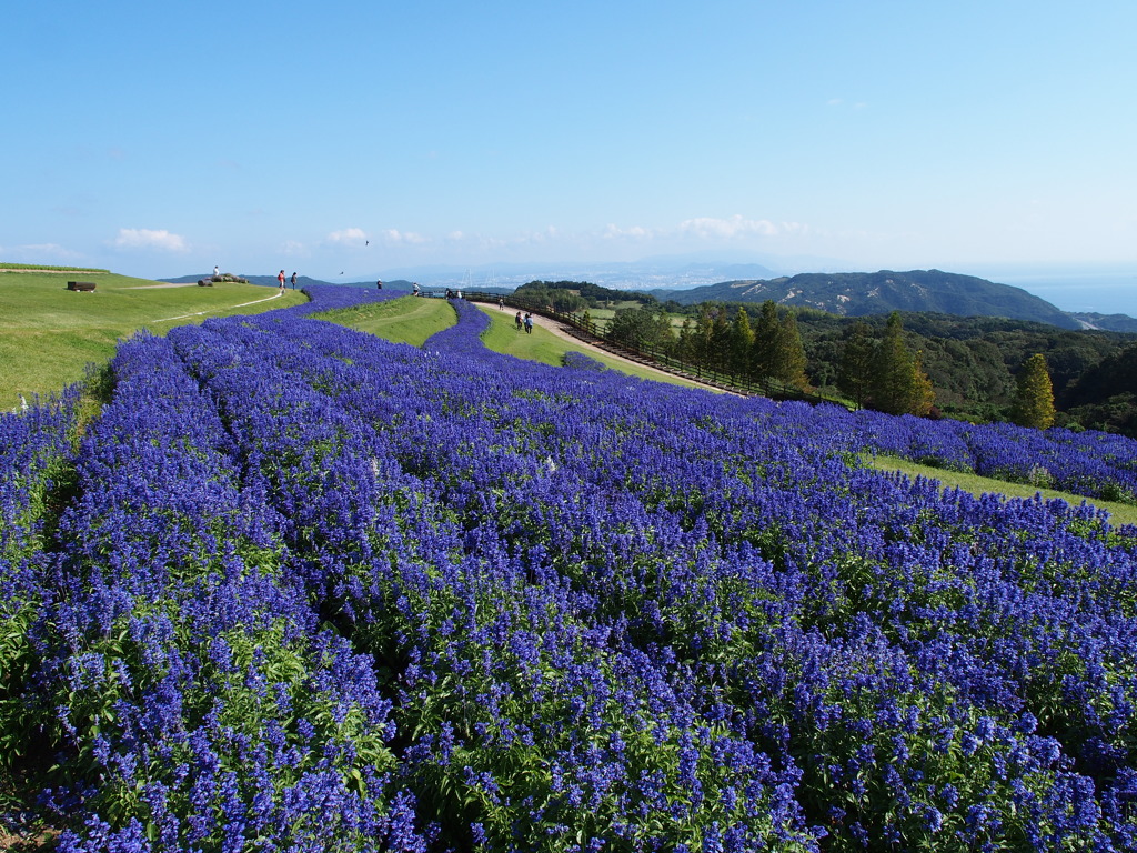 あわじ花さじき