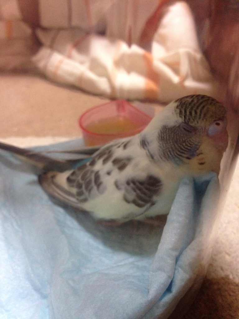 いねむりいよいよ