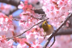 春は目の前