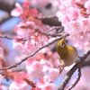 春は目の前